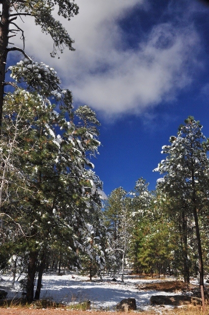 snowfall on Highway 260